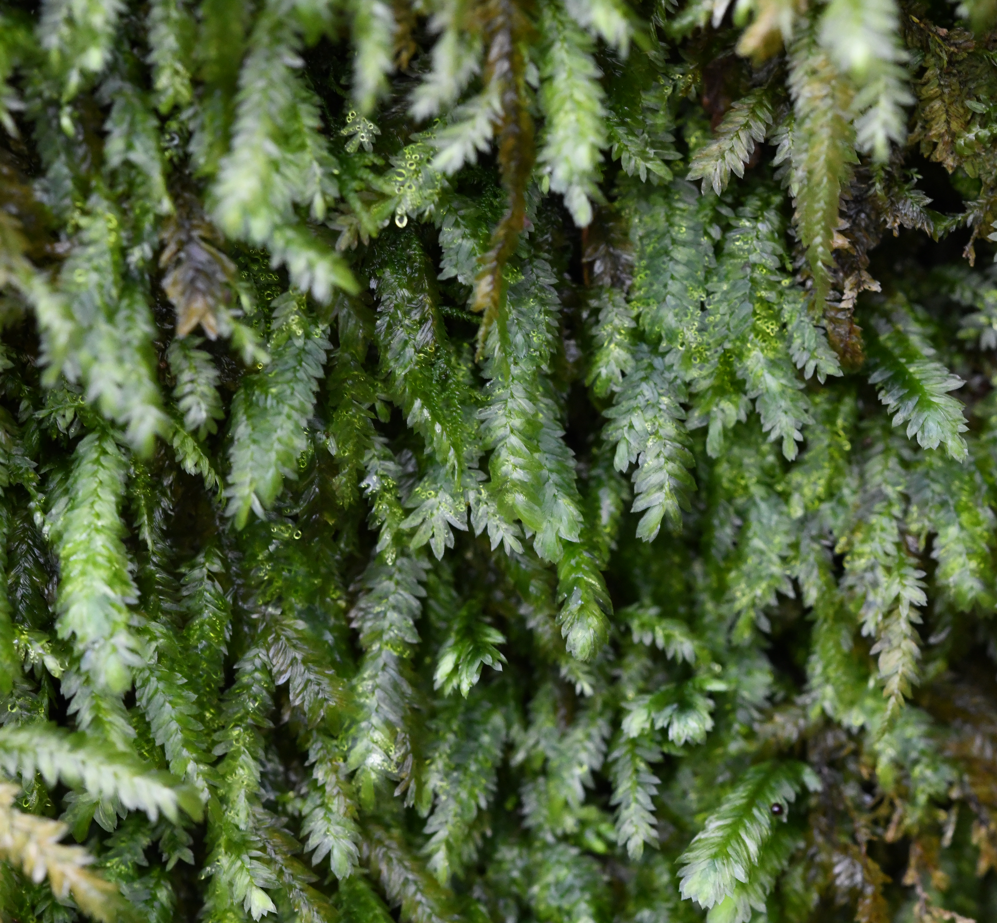 Image of Bigelow's Porotrichum Moss (Porotrichum bigelovii) by no rights reserved
