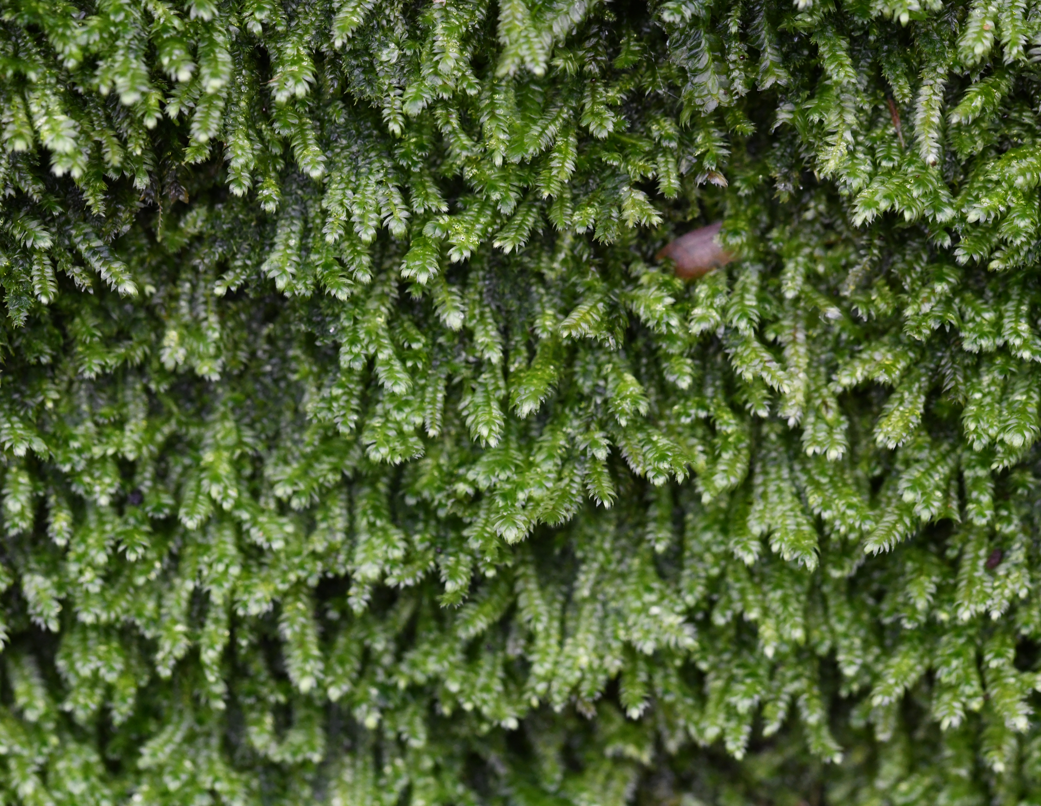 Image of Pseudotaxiphyllum elegans by no rights reserved
