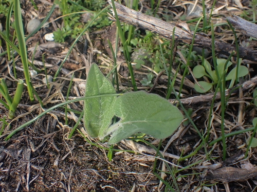 Puget Balsamroot foliage