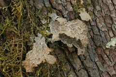 Lobaria anthraspis