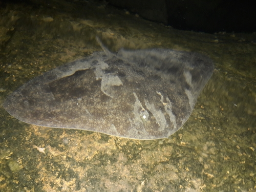 California butterfly ray (Gymnura marmorata) — Gymnuridae