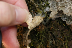 Lobaria anthraspis