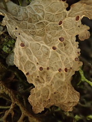 Lobaria anthraspis