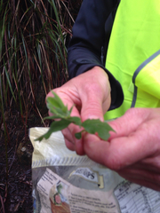 Billardiera mutabilis