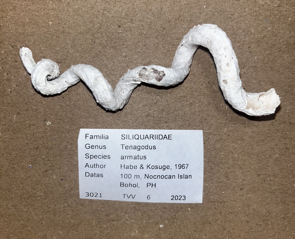 Tenagodus armatus