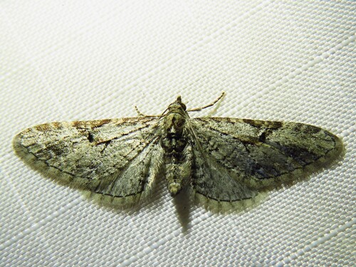 Eupithecia bolterii photo 2