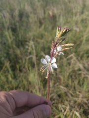 Oenothera coloradensis