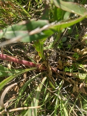 Oenothera coloradensis