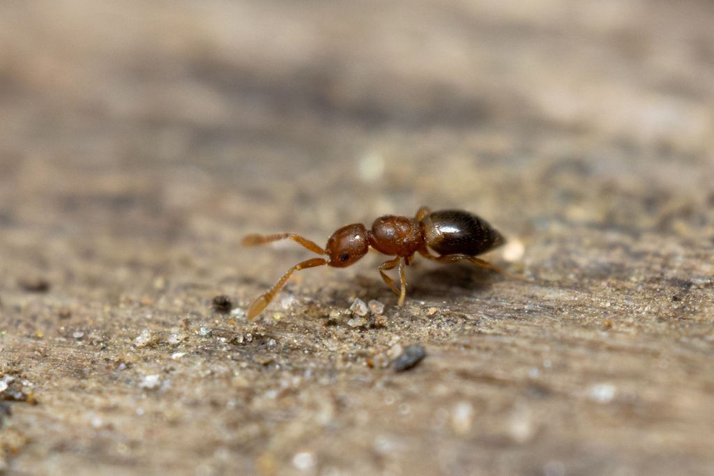 Microceraphron