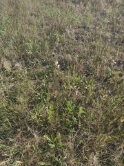 Oenothera coloradensis
