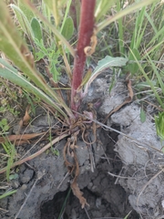Oenothera coloradensis