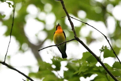 Narcissus Flycatcher
