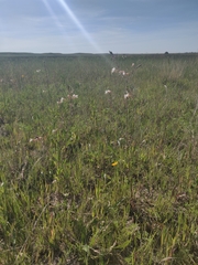 Oenothera coloradensis