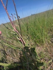 Oenothera coloradensis