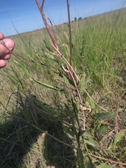 Oenothera coloradensis
