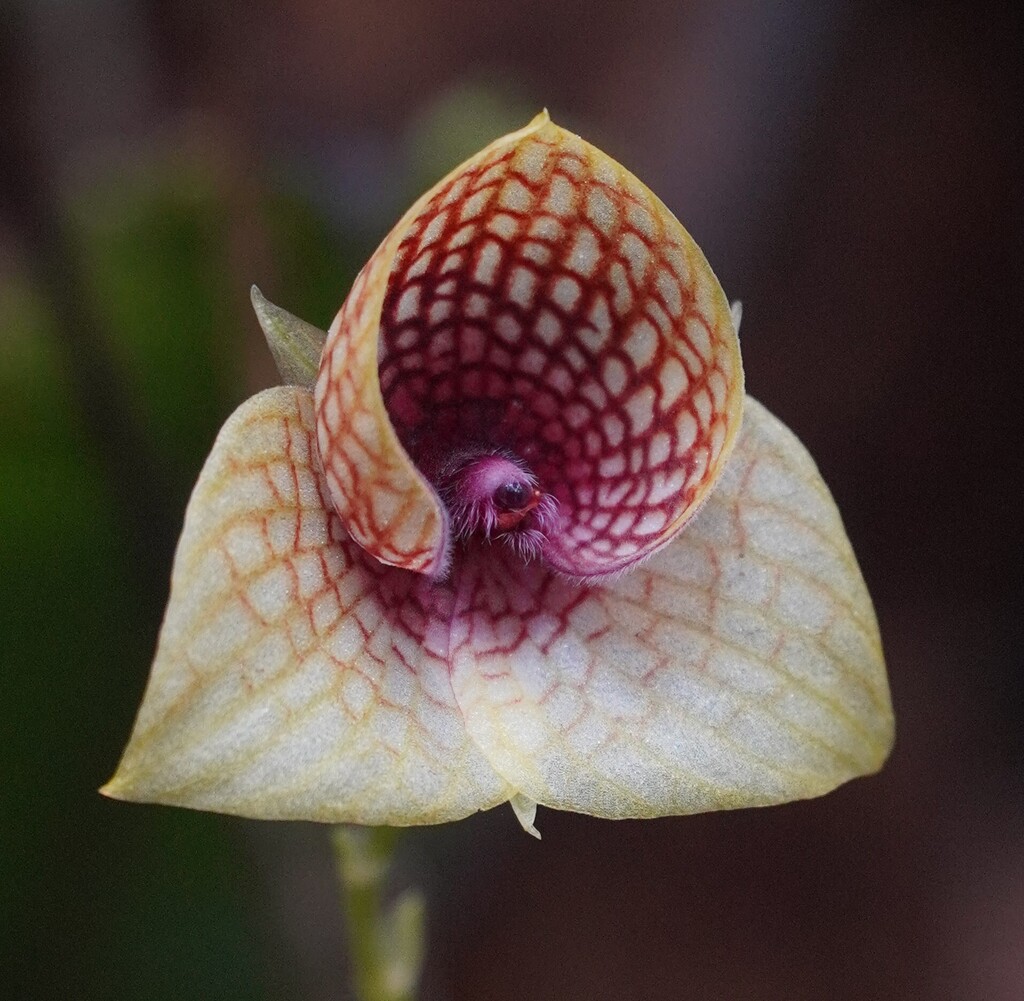 Telipogon ionopogon