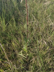 Oenothera coloradensis