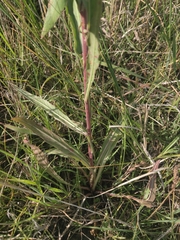 Oenothera coloradensis