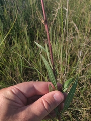 Oenothera coloradensis