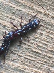 Arrhenodes minutus