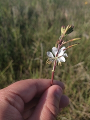 Oenothera coloradensis