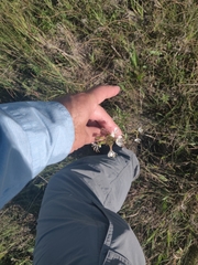 Oenothera coloradensis