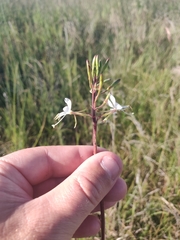 Oenothera coloradensis