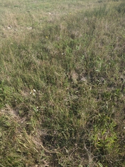 Oenothera coloradensis