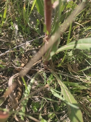 Oenothera coloradensis