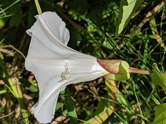Calystegia × lucana