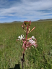 Oenothera coloradensis