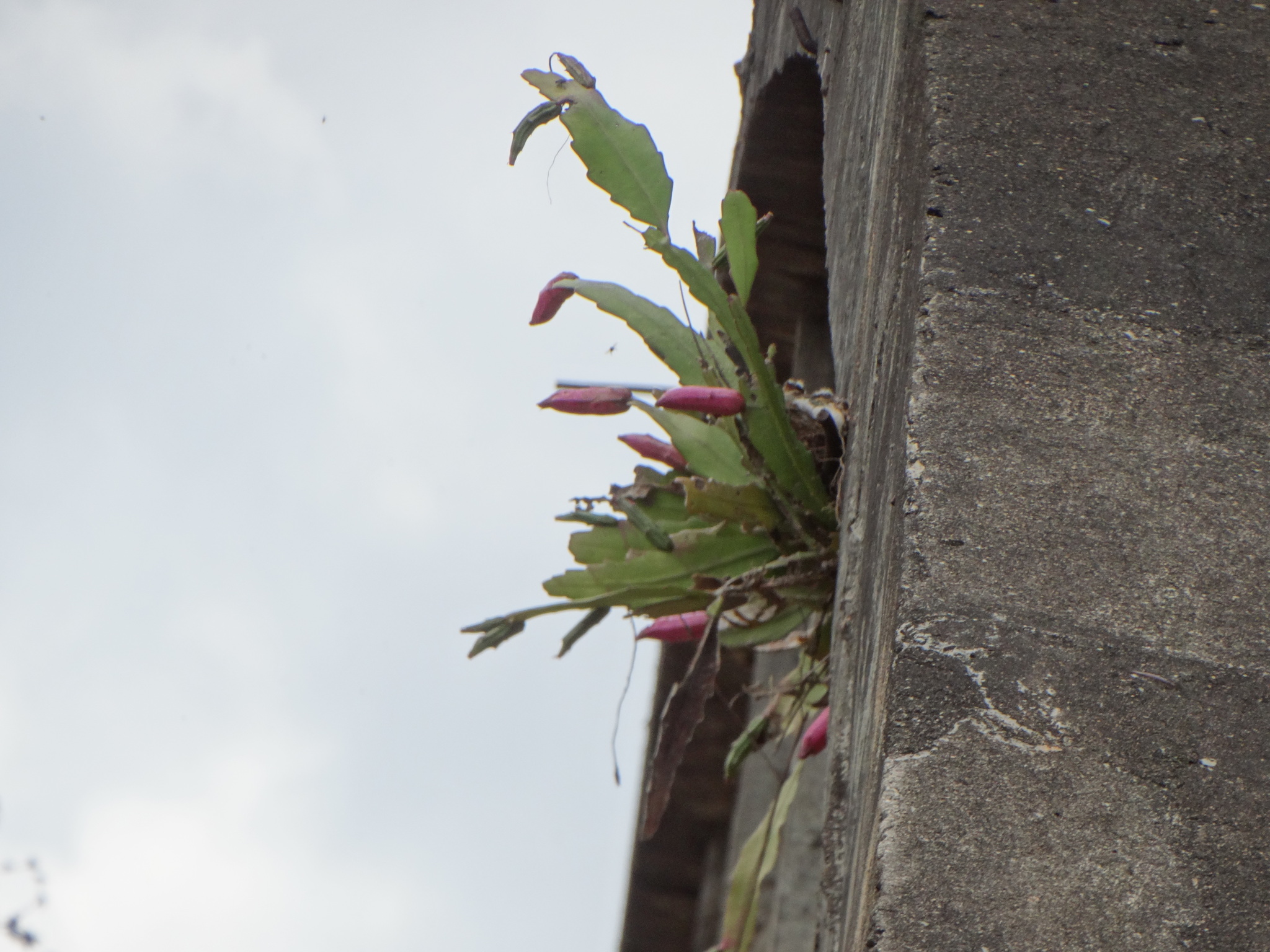 Epiphyllum phyllanthus