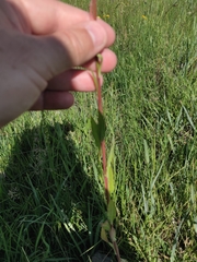 Oenothera coloradensis