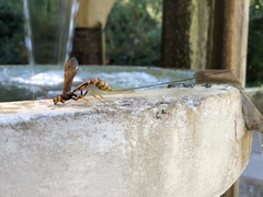 Megarhyssa macrurus icterosticta