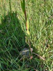 Oenothera coloradensis