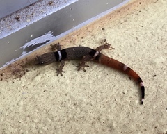 Sphaerodactylus glaucus