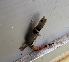 Sphaerodactylus glaucus