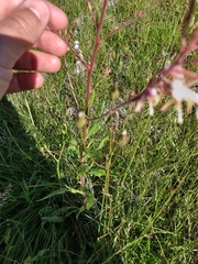 Oenothera coloradensis