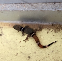 Sphaerodactylus glaucus