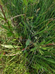 Oenothera coloradensis