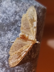 Palpita freemanalis