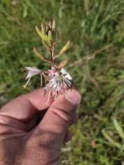 Oenothera coloradensis