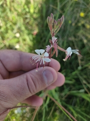 Oenothera coloradensis