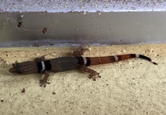 Sphaerodactylus glaucus