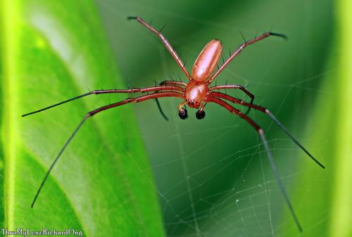 Giant Golden Orbweaver, photo 2 of 8
