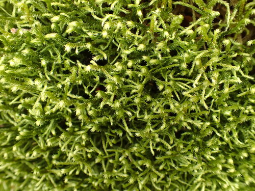 Image of Pendulous Wing-Moss (Antitrichia curtipendula) by (c) Noah How, some rights reserved (CC BY)