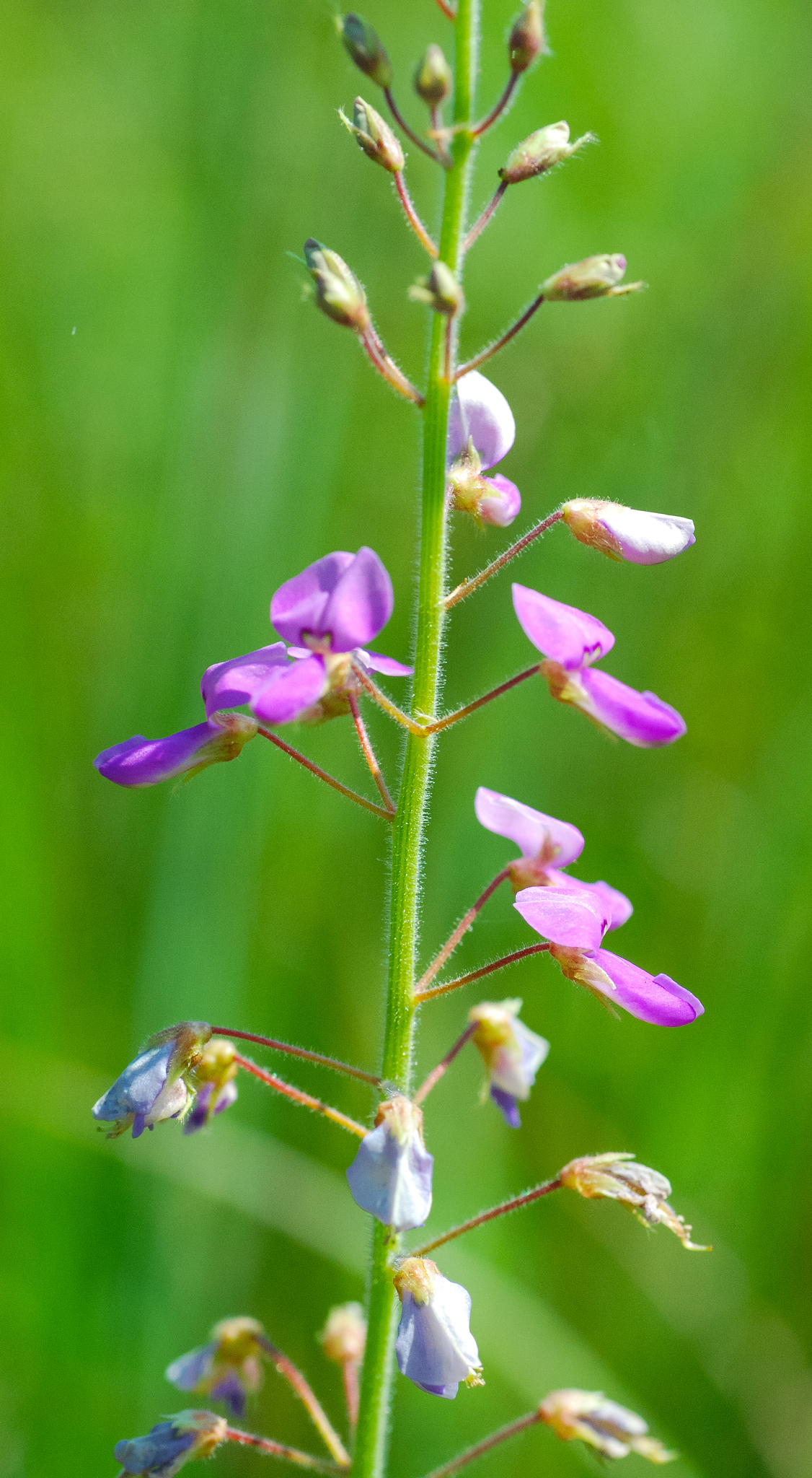 Desmodium illinoense