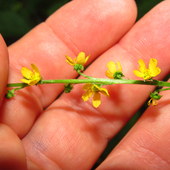 Agrimonia striata