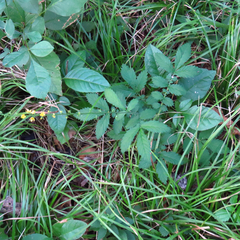 Agrimonia striata