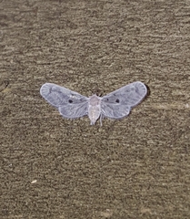 Dysimia pseudomaculata